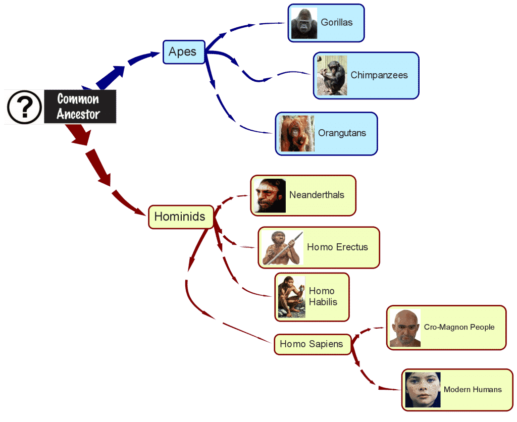 hierarchical visual of hominids & apes sharing a common ancestor